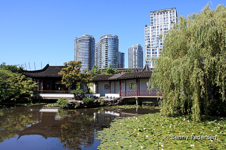 Japansk have.jpg - Japansk have i Chinatown Vancouver